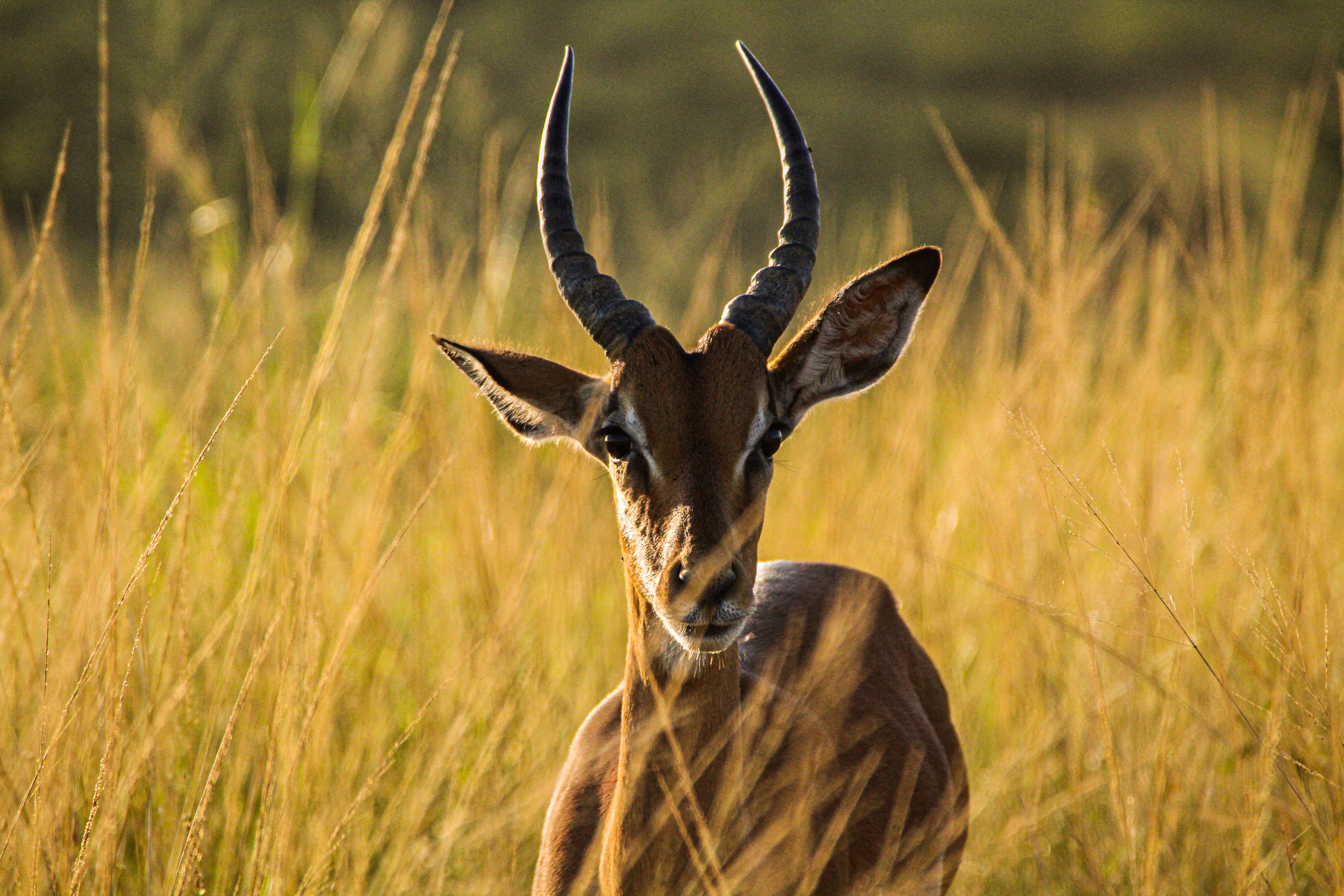 antilope in tall grass